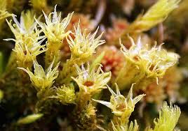 Attēlu rezultāti vaicājumam “Aulacomnium palustre”