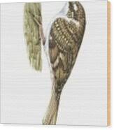 Attēlu rezultāti vaicājumam “Certhia familiaris adult”