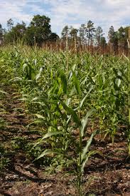 Attēlu rezultāti vaicājumam “Zea mays”