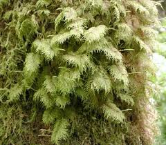 Attēlu rezultāti vaicājumam “Hylocomium splendens sporophyte”