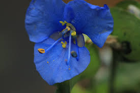 Attēlu rezultāti vaicājumam “Commelina coelestis”