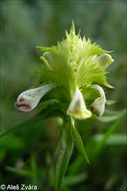 Attēlu rezultāti vaicājumam “Melampyrum cristatum”