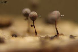 Attēlu rezultāti vaicājumam “Collaria arcyrionema”