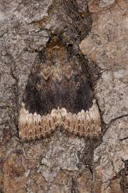 Attēlu rezultāti vaicājumam “Amphipyra perflua”