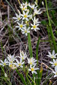 Attēlu rezultāti vaicājumam “Amaranthaceae”