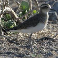 Image result for Charadrius asiaticus