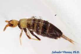Attēlu rezultāti vaicājumam “Collembola”