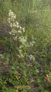Attēlu rezultāti vaicājumam “Galium album leaf”