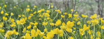 Attēlu rezultāti vaicājumam “Ranunculus auricomus leaf”