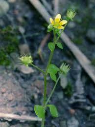 Attēlu rezultāti vaicājumam “Saxifraga cymbalaria flower”