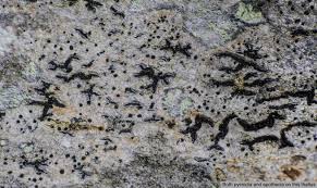 Attēlu rezultāti vaicājumam “Opegrapha atra”