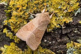 Attēlu rezultāti vaicājumam “Orthosia miniosa imago”