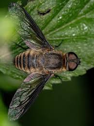 Attēlu rezultāti vaicājumam “Bombyliidae”