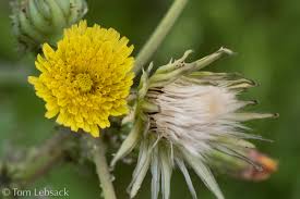 Attēlu rezultāti vaicājumam “Sonchus asper flower”