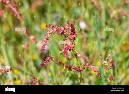Attēlu rezultāti vaicājumam “Rumex acetosella flower”