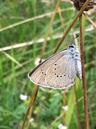 Attēlu rezultāti vaicājumam “Maculinea teleius”
