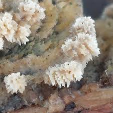 Attēlu rezultāti vaicājumam “Hyphodontia barba-jovis”