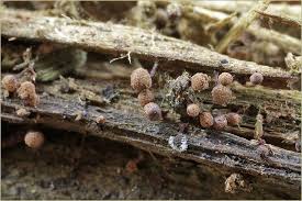 Attēlu rezultāti vaicājumam “Cribraria vulgaris macro”