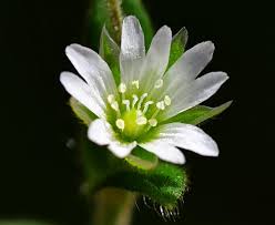 Attēlu rezultāti vaicājumam “Cerastium holosteoides leaf”