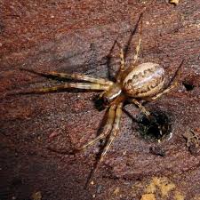 Attēlu rezultāti vaicājumam “Neriene montana”