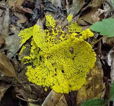 Attēlu rezultāti vaicājumam “Physarum bryocorticola”