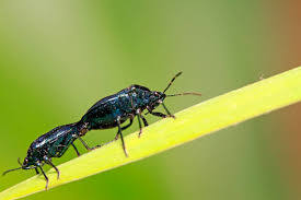 Attēlu rezultāti vaicājumam “Zicrona caerulea”