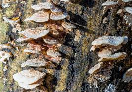 Attēlu rezultāti vaicājumam “Steccherinum bourdotii”