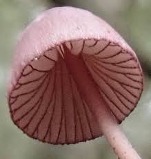 Attēlu rezultāti vaicājumam “Mycena purpureofusca”