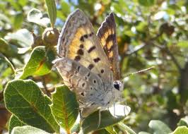 Attēlu rezultāti vaicājumam “Lycogala sphaeroconicum”