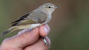 Image result for Phylloscopus orientalis