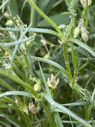 Attēlu rezultāti vaicājumam “Spergularia marina leaf”