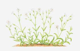 Attēlu rezultāti vaicājumam “Cerastium arvense leaf”