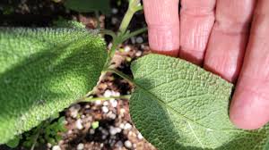 Attēlu rezultāti vaicājumam “Phytomyza minuscula”