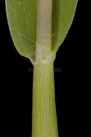 Attēlu rezultāti vaicājumam “Digitaria ischaemum leaf”