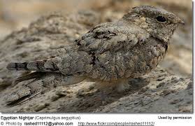 Image result for Caprimulgus aegyptius