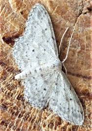 Attēlu rezultāti vaicājumam “Idaea seriata”