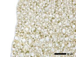 Attēlu rezultāti vaicājumam “Geocalyx graveolens”