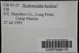 Attēlu rezultāti vaicājumam “Hyaloscypha hyalina”