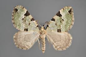 Attēlu rezultāti vaicājumam “Eupithecia icterata female”