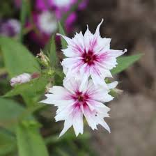 Image result for Phlox drummondii