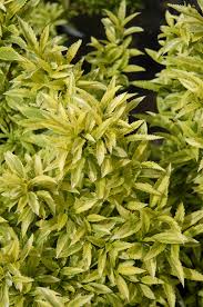 Attēlu rezultāti vaicājumam “Forsythia viridissima”