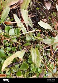 Attēlu rezultāti vaicājumam “Plantago uniflora leaf”