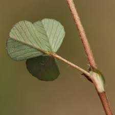 Attēlu rezultāti vaicājumam “Trifolium dubium leaf”