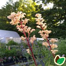 Image result for Rodgersia chocolate wings