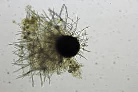 Attēlu rezultāti vaicājumam “Spongilla lacustris”