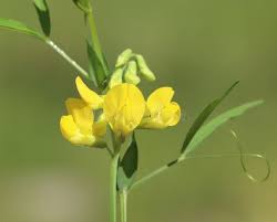 Attēlu rezultāti vaicājumam “Lathyrus pratensis”