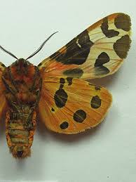 Attēlu rezultāti vaicājumam “Arctia caja imago”