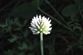 Attēlu rezultāti vaicājumam “Trifolium montanum flower”