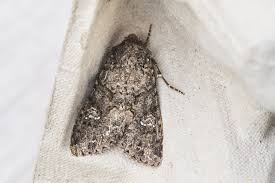 Attēlu rezultāti vaicājumam “Mamestra brassicae exuvia”