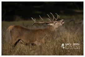 Attēlu rezultāti vaicājumam “Cervus elaphus”